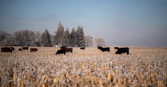 Nebraska farm income projected to decline in 2024